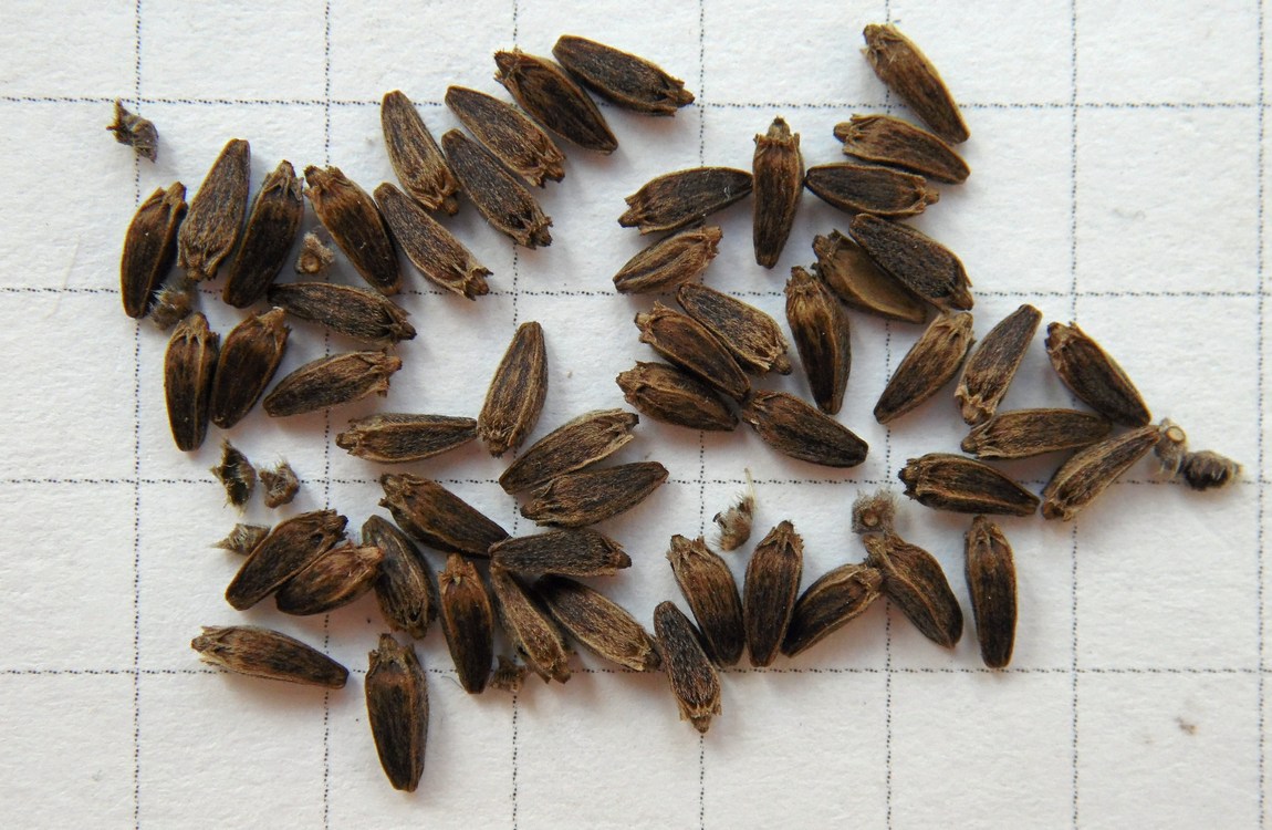 Image of Dipsacus pilosus specimen.