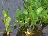 Calla palustris. Плодоносящие растения с невызревшими соплодиями. Амурская обл., Бурейский р-н, окр. с. Виноградовка, р. Асташиха. 25.07.2016.