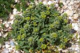 Alyssum hirsutum