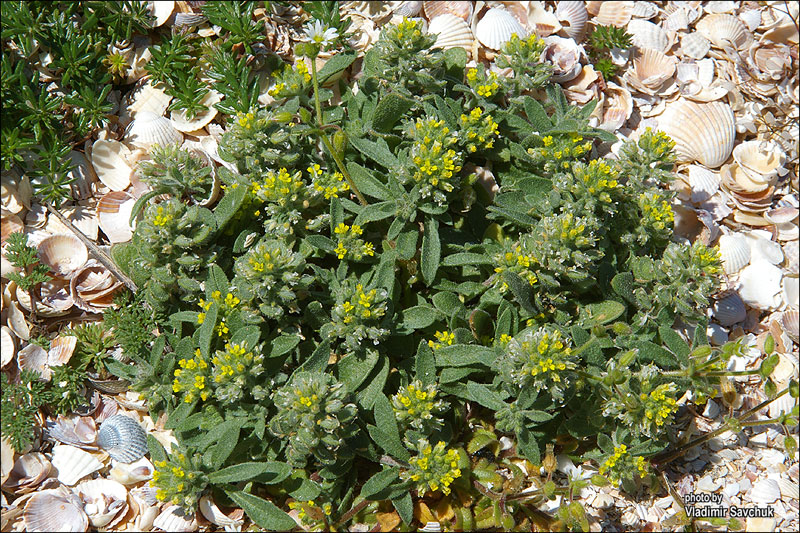 Image of Alyssum hirsutum specimen.