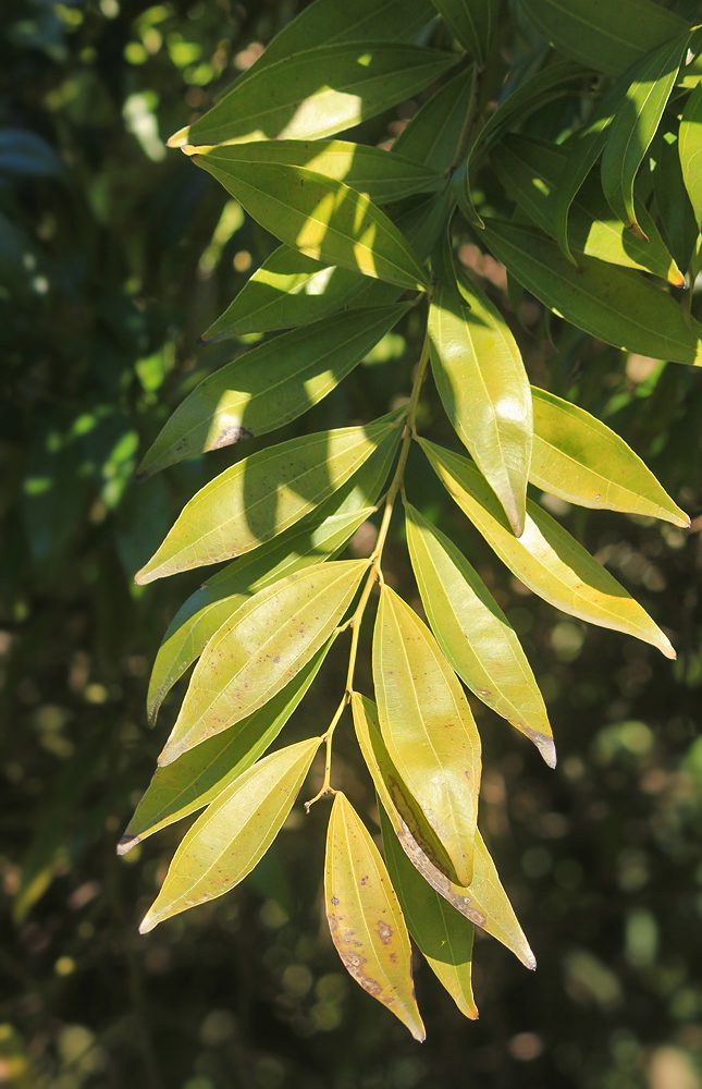 Image of Cocculus laurifolius specimen.