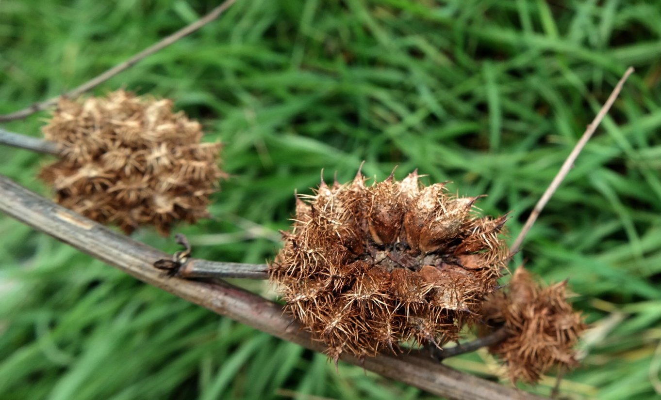 Изображение особи Glycyrrhiza echinata.