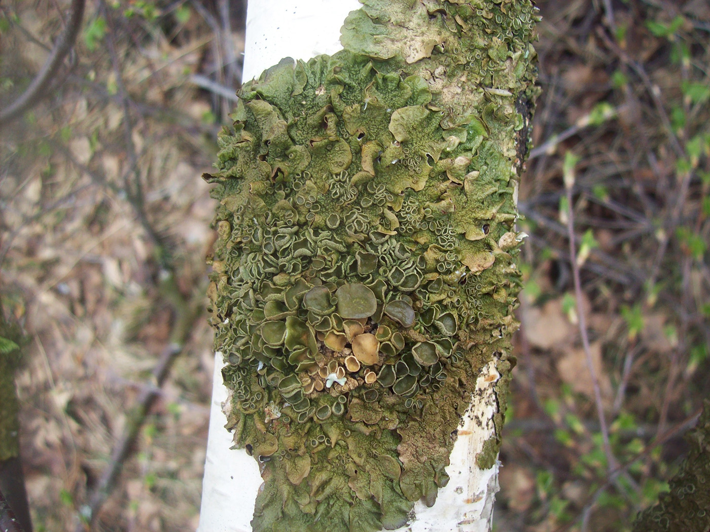 Image of Melanohalea olivacea specimen.