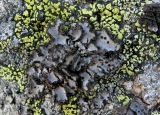Umbilicaria cylindrica. Слоевище с апотециями в окружении накипных лишайников (в т.ч. Rhizocarpon) на скале. Красноярский край, Ермаковский р-н, Западный Саян, парк \"Ергаки\", Каменный Город, кедрово-пихтовое субальпийское редколесье на курумнике. 04.08.2009.