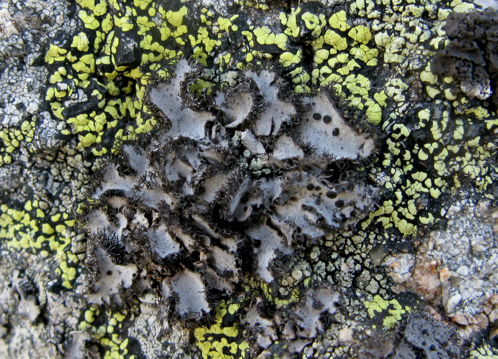 Image of Umbilicaria cylindrica specimen.