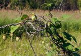 Humulopsis scandens. Часть побега с соплодиями. Амурская обл., Бурейский р-н, окр. с. Малиновка. 18.07.2016.