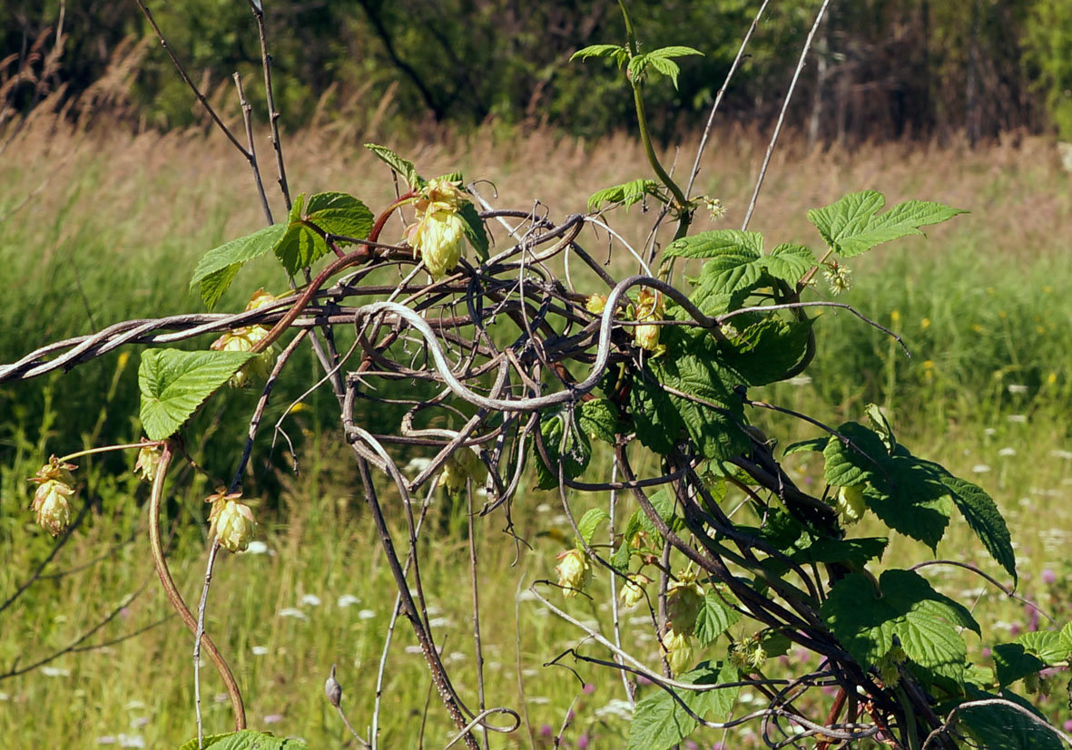 Изображение особи Humulopsis scandens.