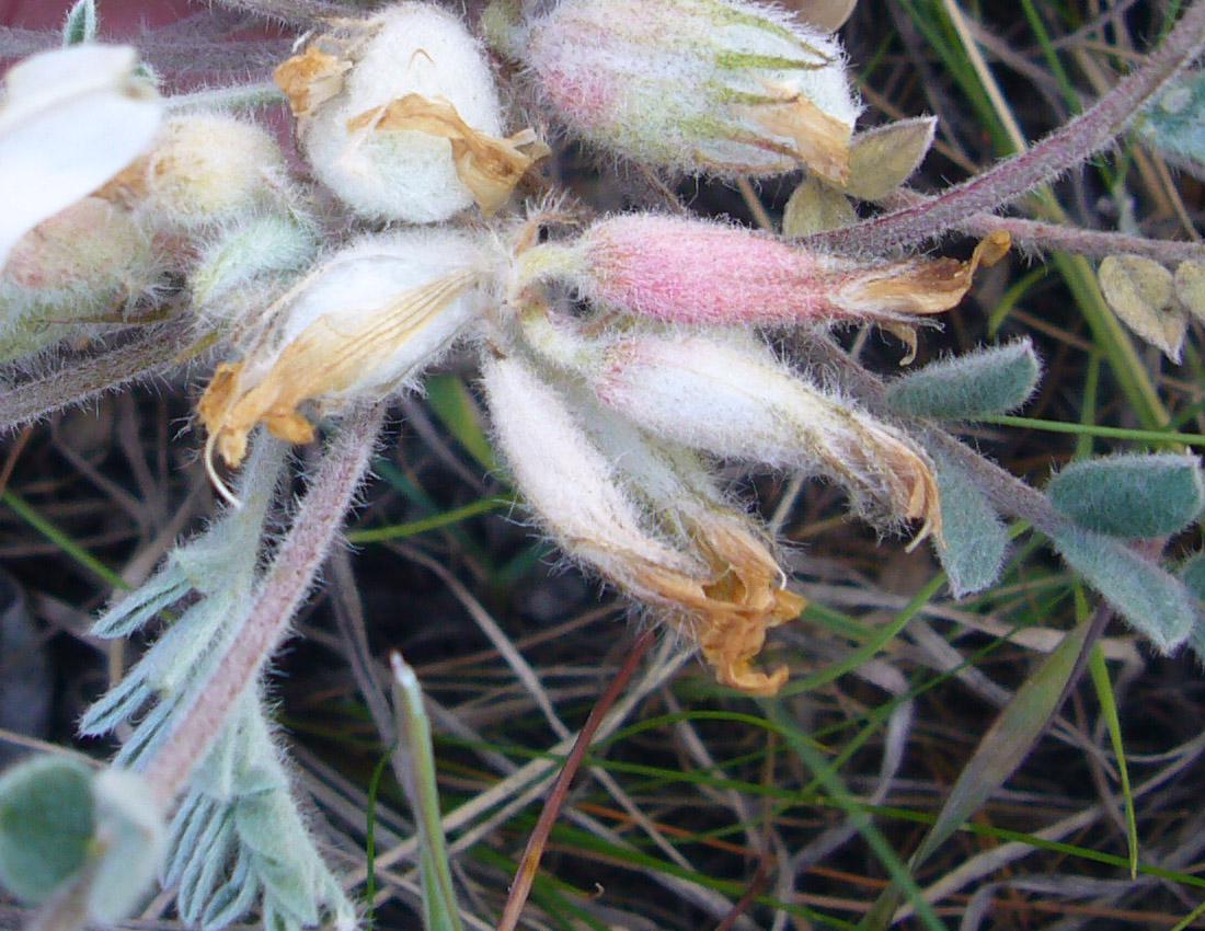 Изображение особи Astragalus sareptanus.