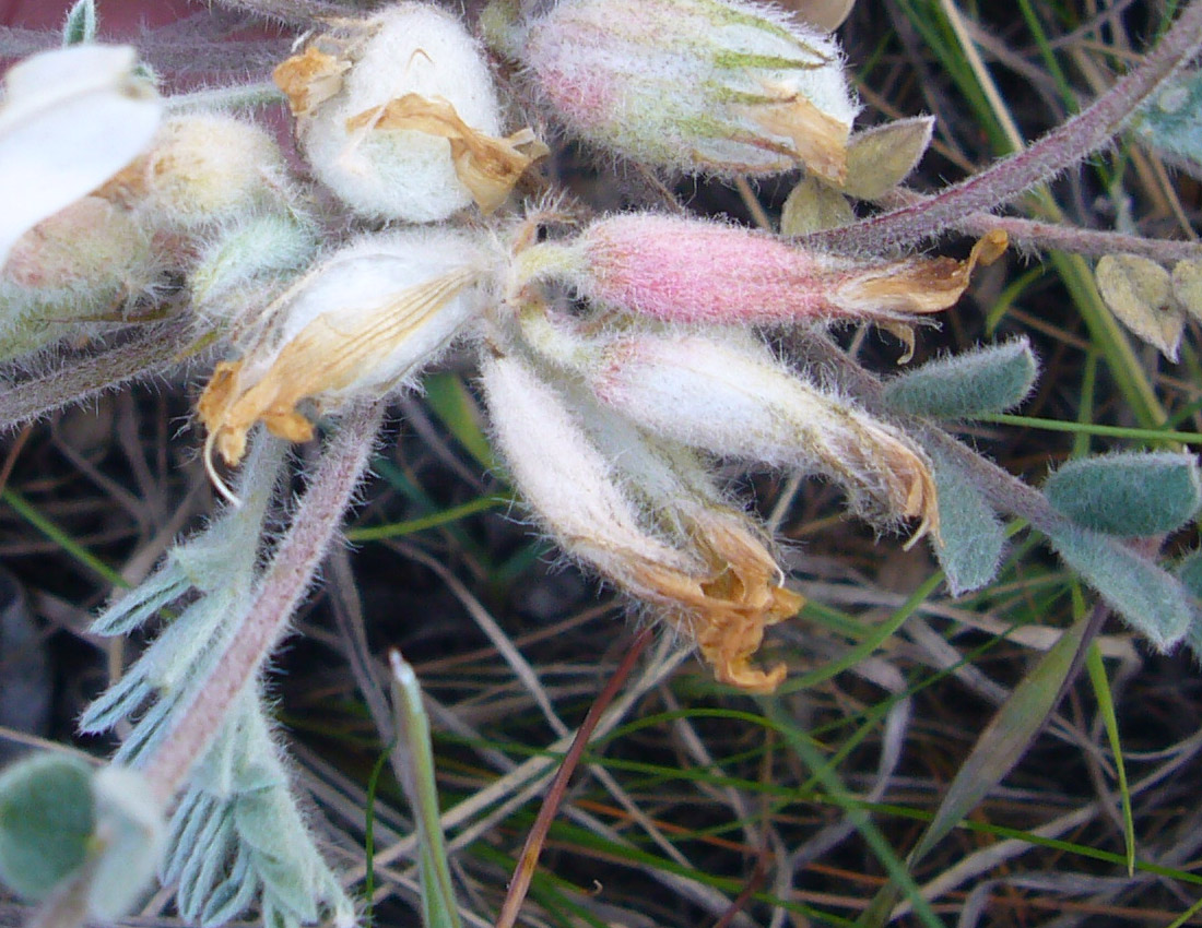 Изображение особи Astragalus sareptanus.