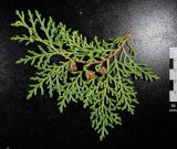 Thuja sutchuenensis