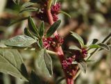 Amaranthus blitoides