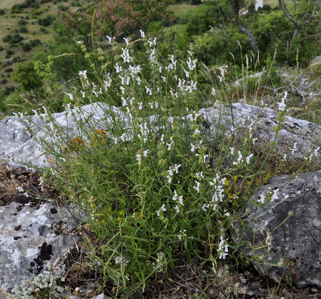 Изображение особи род Stachys.