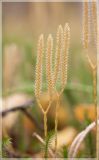 Lycopodium clavatum