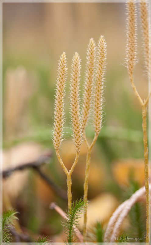 Image of Lycopodium clavatum specimen.