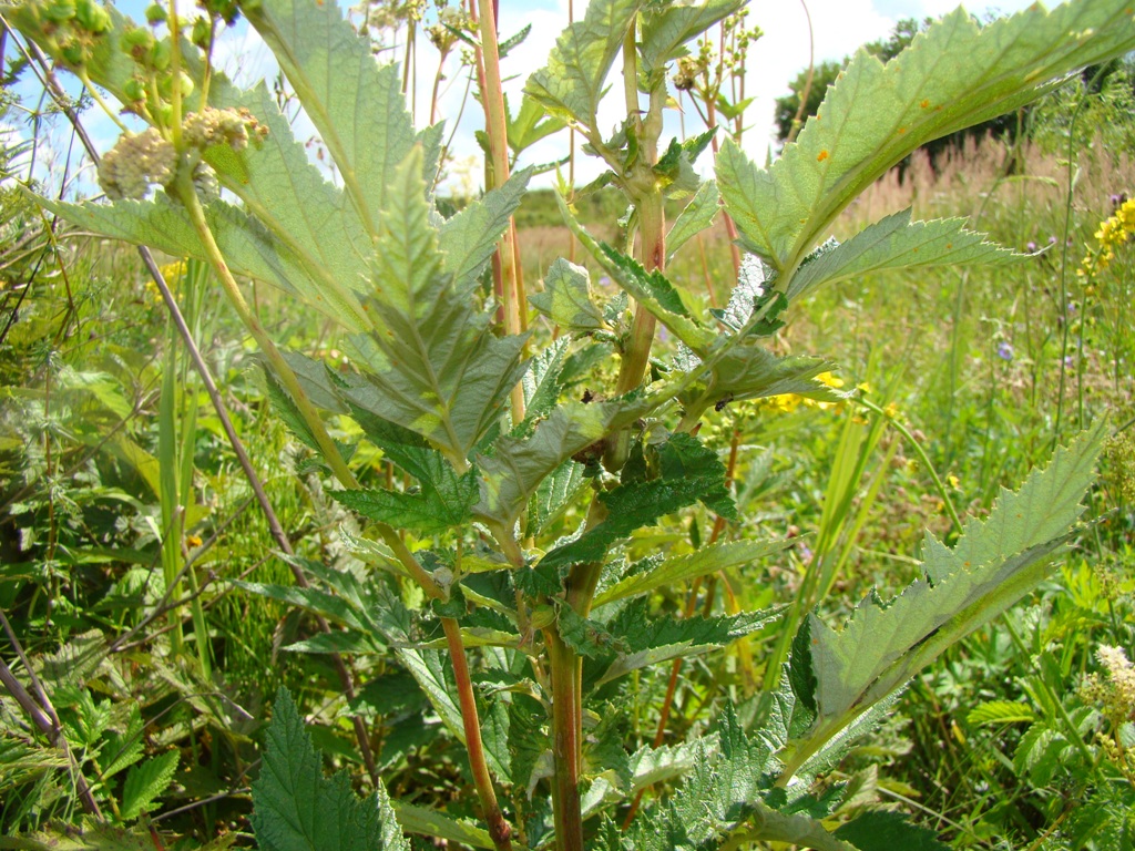 Изображение особи Filipendula ulmaria.