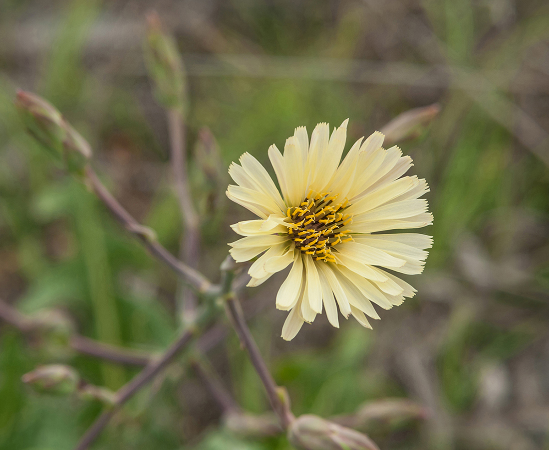 Image of genus Lactuca specimen.