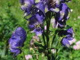 Aconitum firmum