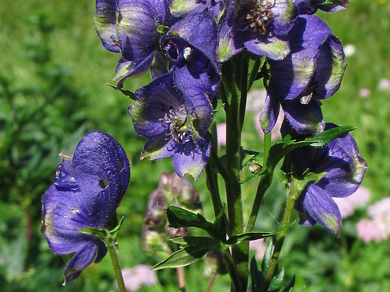 Изображение особи Aconitum firmum.