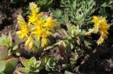 Sedum palmeri