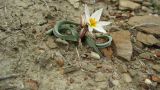 Tulipa biflora