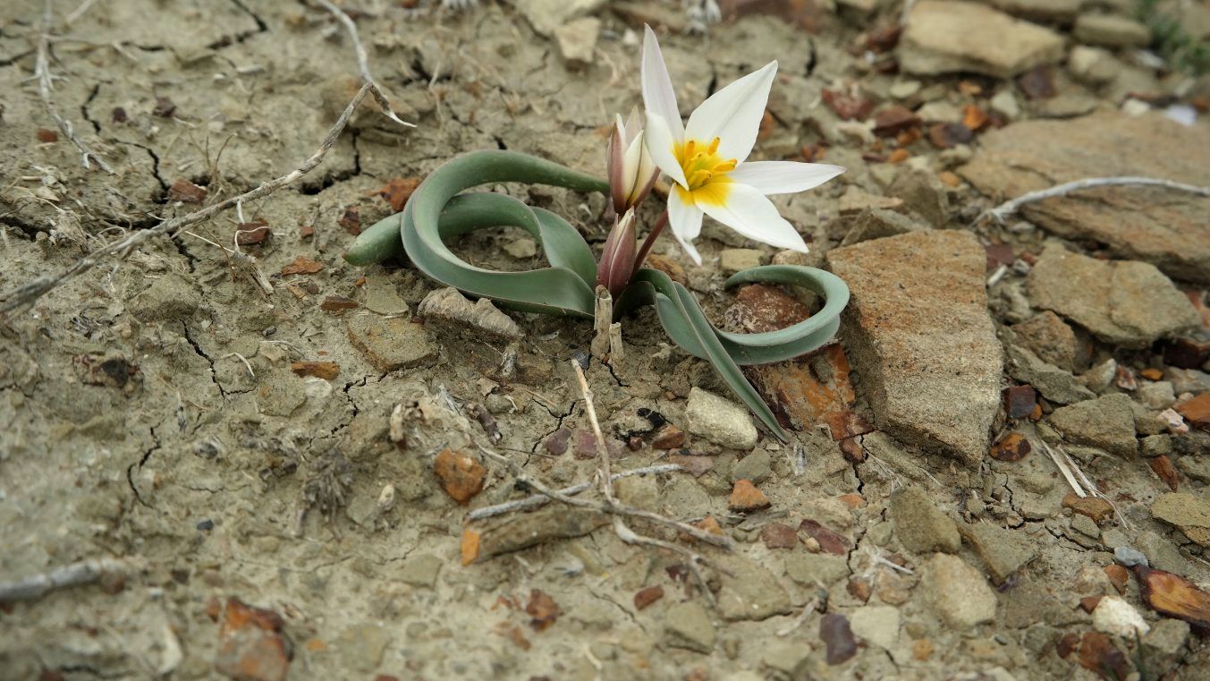 Изображение особи Tulipa biflora.