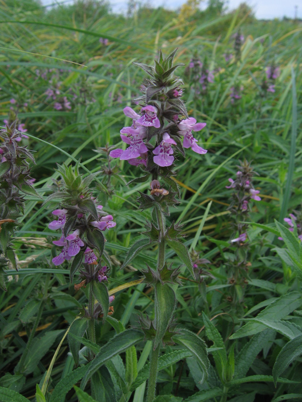 Image of Stachys palustris specimen.