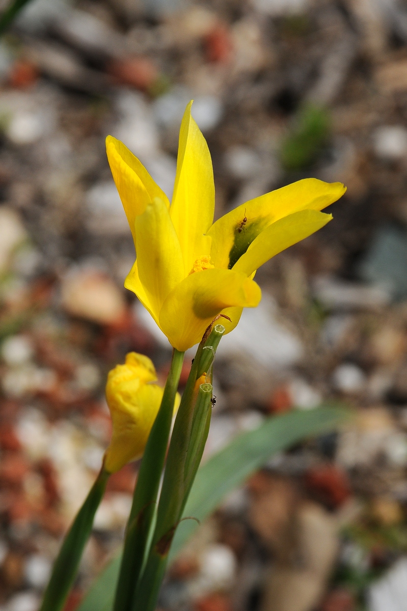 Image of Moraea elegans specimen.