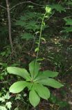 Lilium distichum. Зацветающее растение. Приморский край, Шкотовский р-н, окр. с. Анисимовка, в смешанном лесу. 11.07.2016.