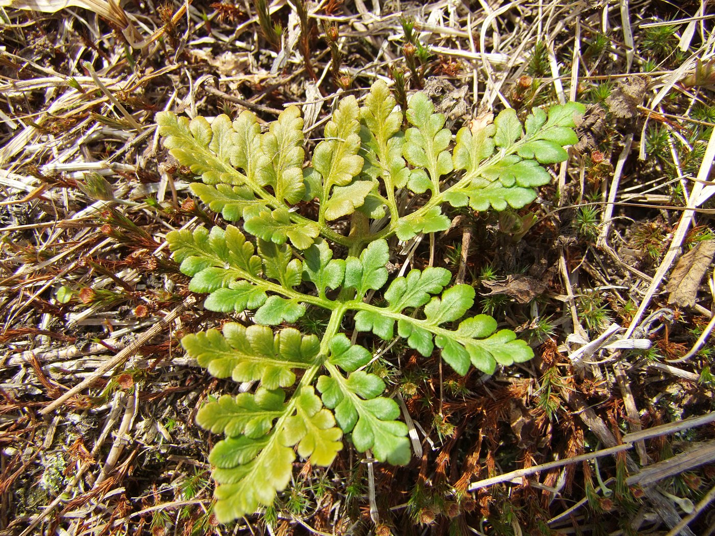 Image of Botrychium multifidum specimen.