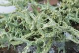 Evernia mesomorpha