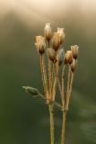 Holosteum umbellatum