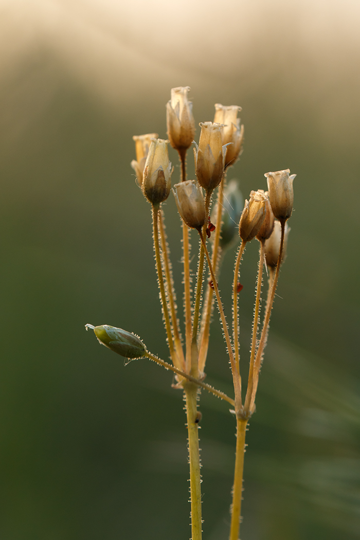 Изображение особи Holosteum umbellatum.