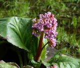 Bergenia crassifolia