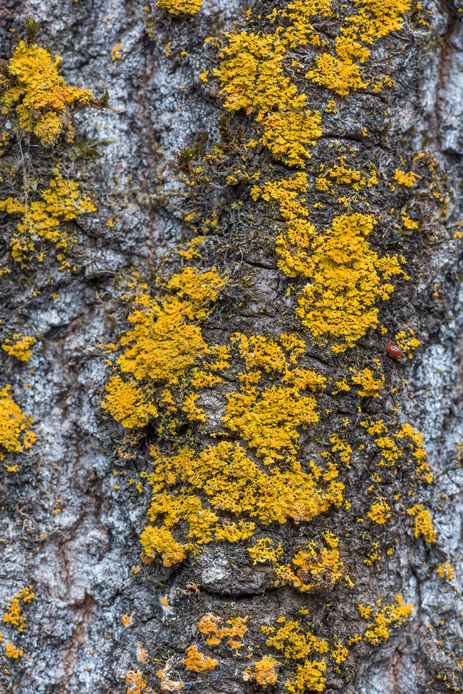 Изображение особи Oxneria ulophyllodes.