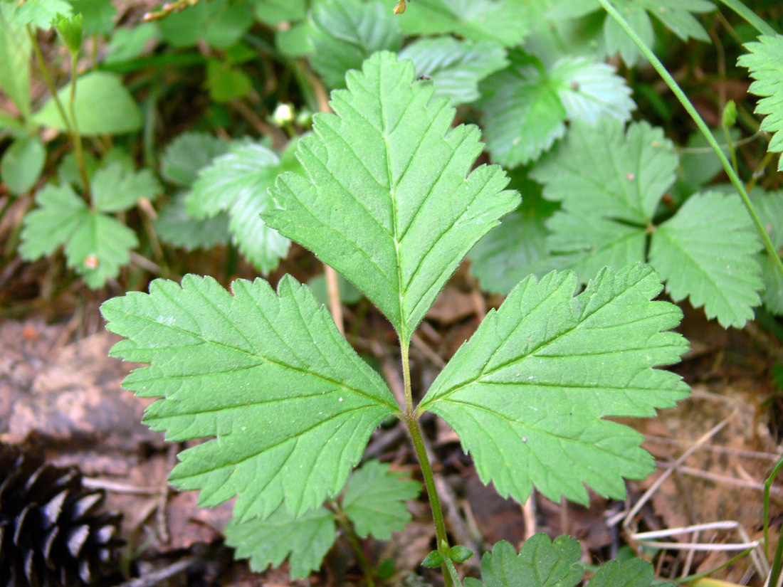 Image of Rubus arcticus specimen.