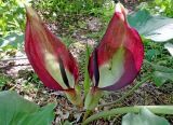 Arum elongatum