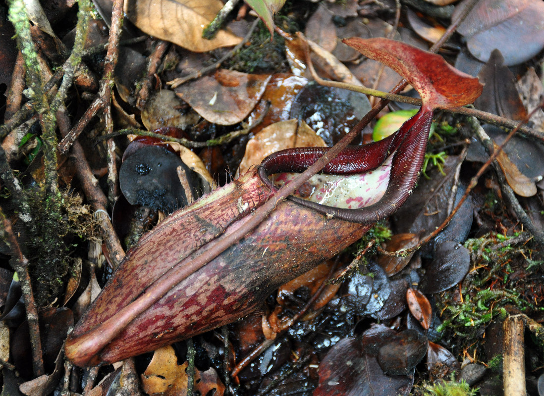 Изображение особи Nepenthes sanguinea.