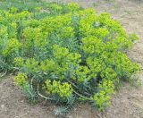 Euphorbia rigida. Цветущее растение. Грузия, г. Тбилиси, Центральный ботанический сад АН Грузии. 23.04.2017.