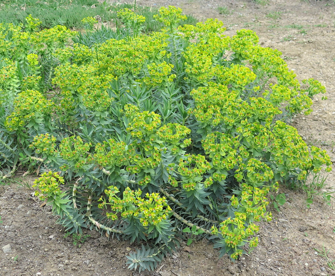 Изображение особи Euphorbia rigida.