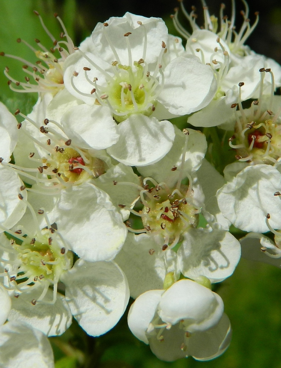 Изображение особи род Crataegus.