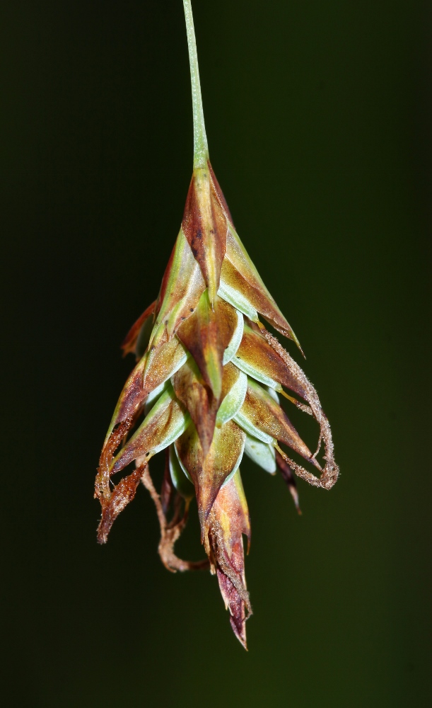 Изображение особи Carex limosa.