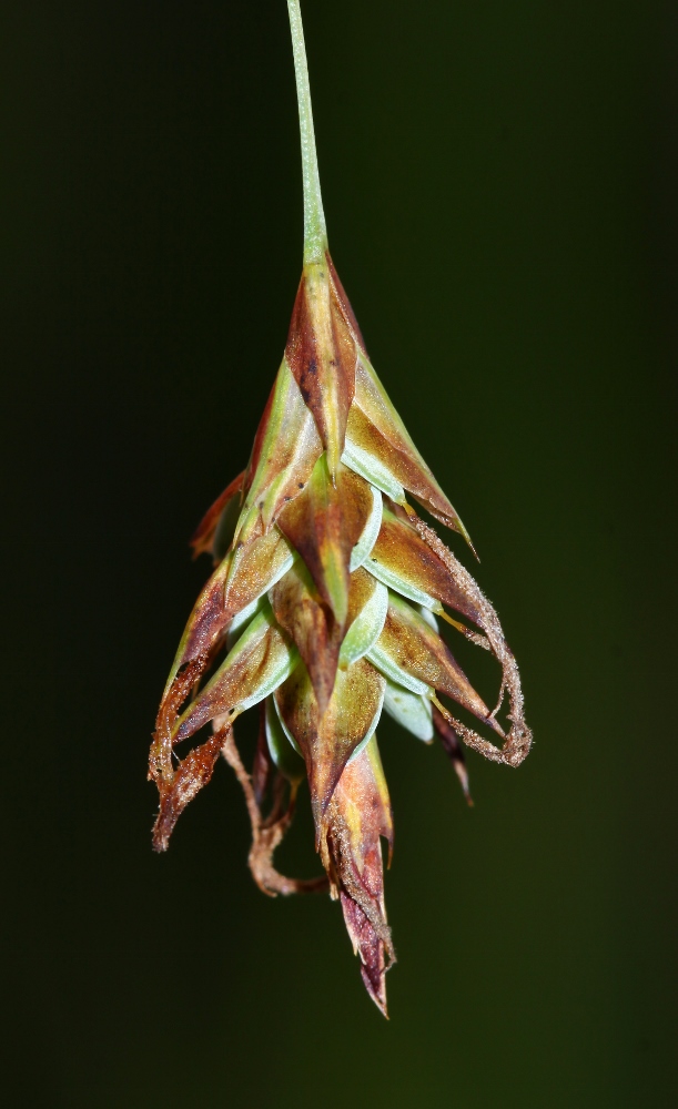 Image of Carex limosa specimen.