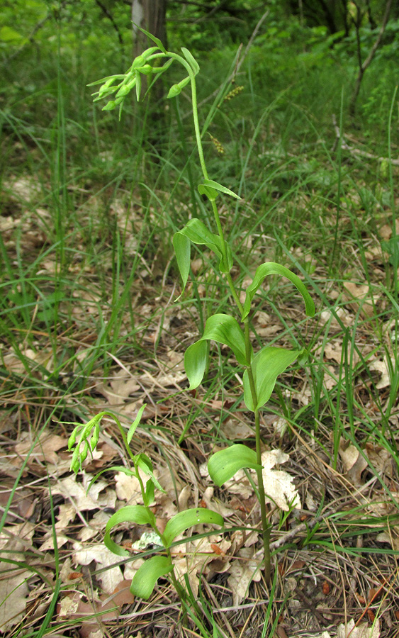 Изображение особи Epipactis euxina.