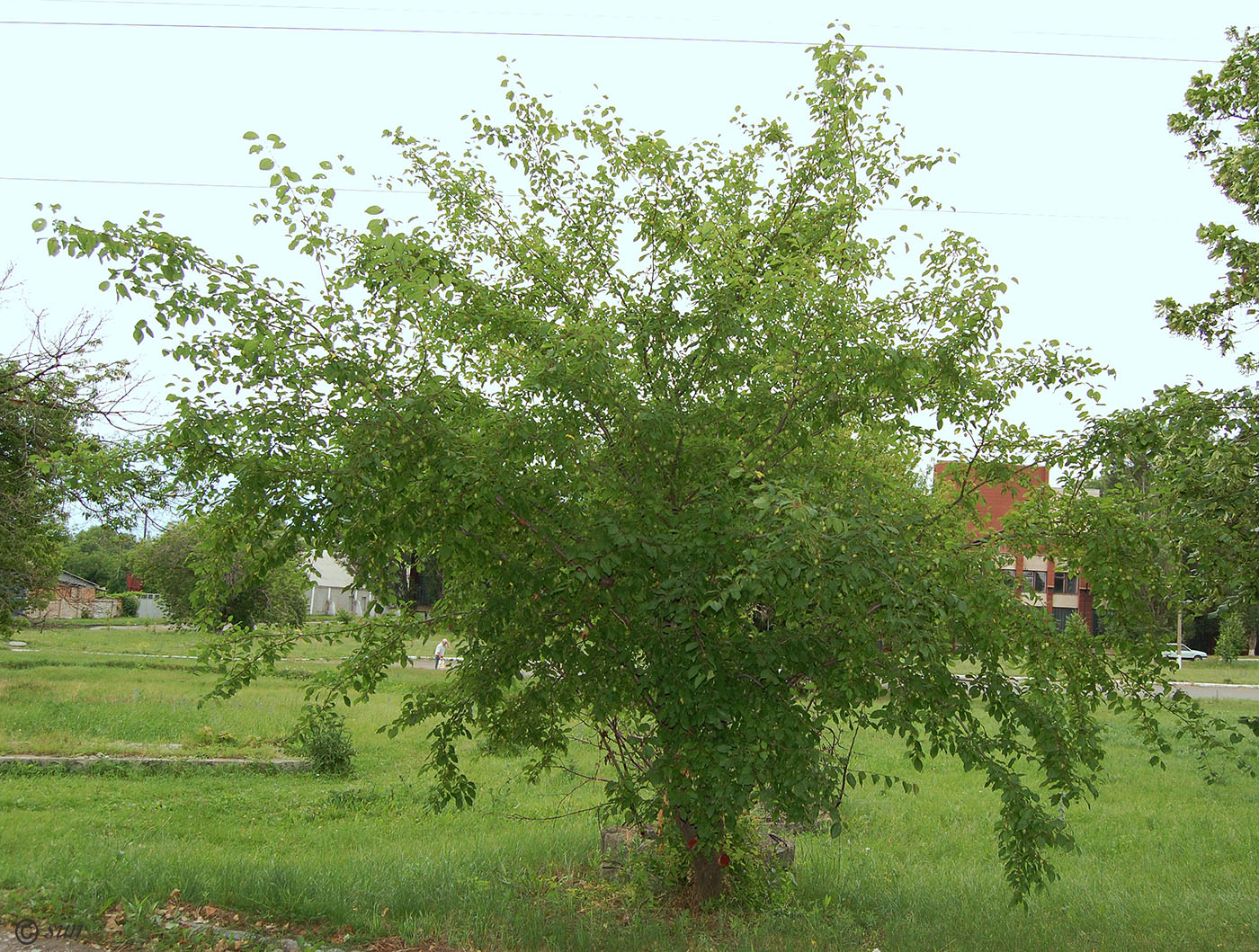 Image of Prunus cerasifera specimen.