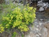 Alchemilla venosa