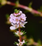 Rotala wallichii. Соцветия с бутонами, цветками, отцветшими цветками и фуражирующим муравьём (?). Таиланд, о-в Пхукет, ботанический сад, небольшой искусственный водоём. 16.01.2017.