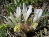 Astragalus rupifragus