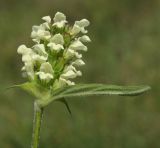 Prunella laciniata