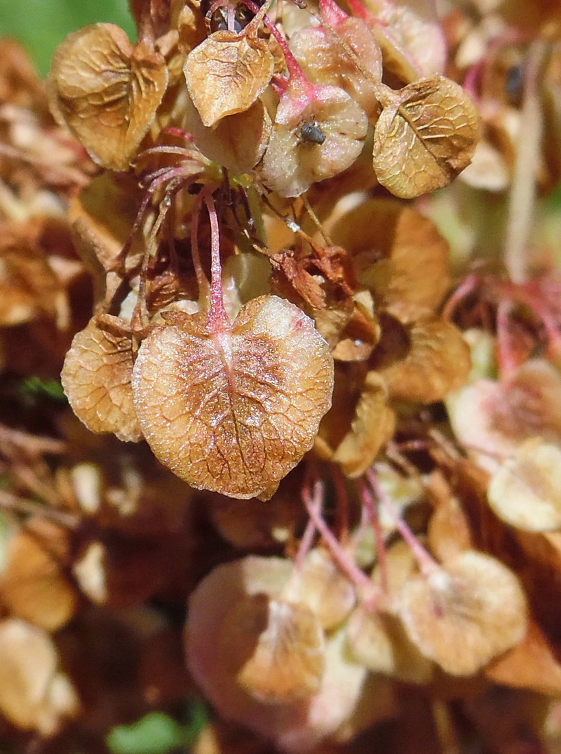 Изображение особи Rumex longifolius.