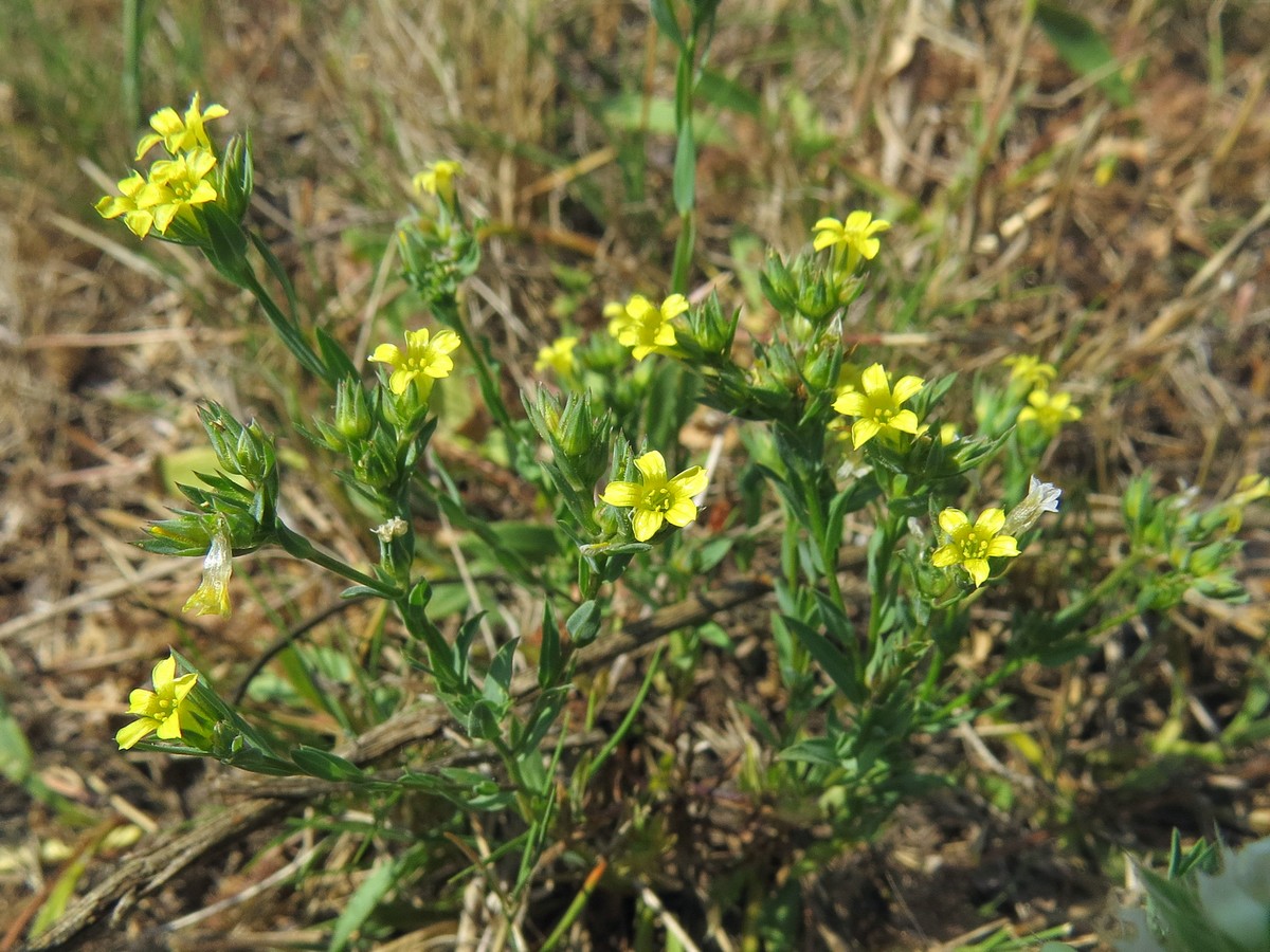 Изображение особи Linum strictum.